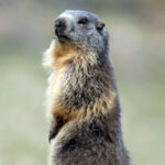 Une marmotte dans le Val Ferret, en Suisse